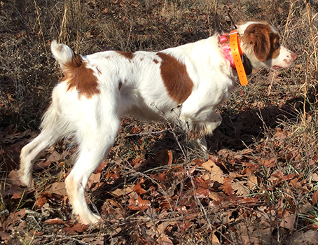 kinwashkly brittanys