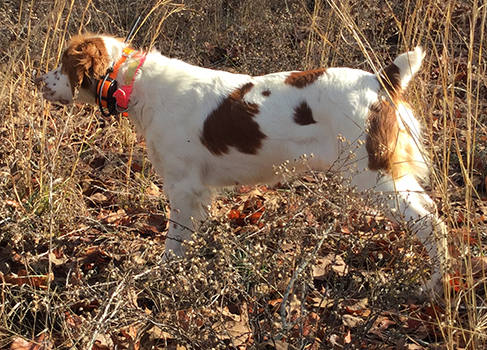 kinwashkly brittanys